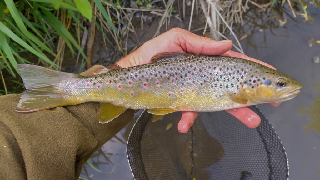 Photo of a clockwork trout
